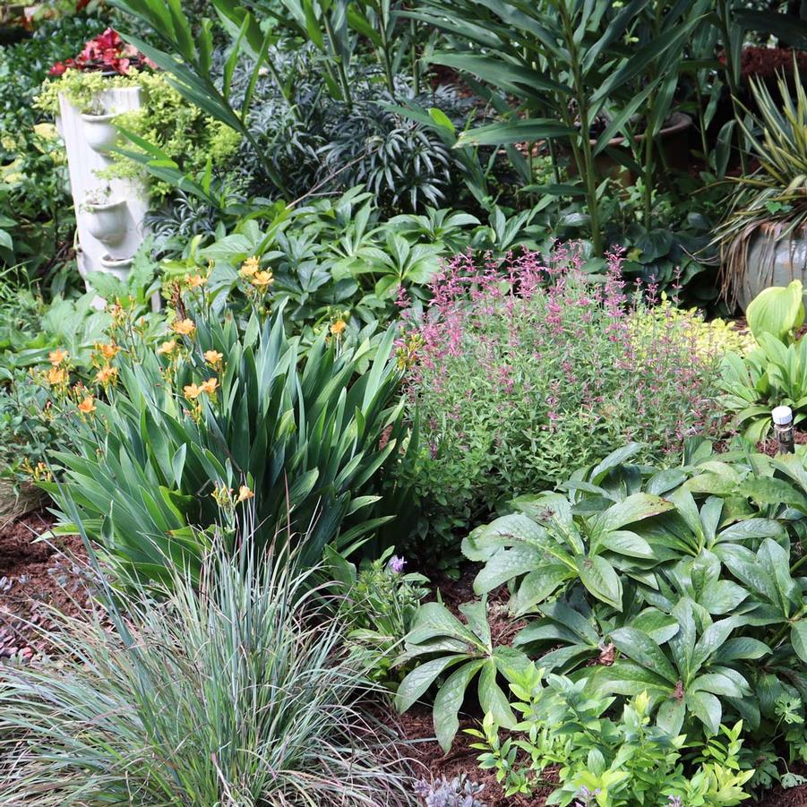 Agastache Rosie Posie