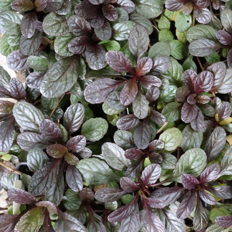 Ajuga reptans Bronze Beauty