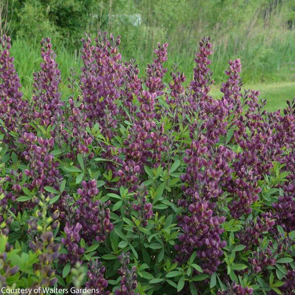 Baptisia Burgundy Blast