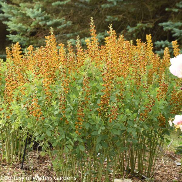 Baptisia Honey Roasted