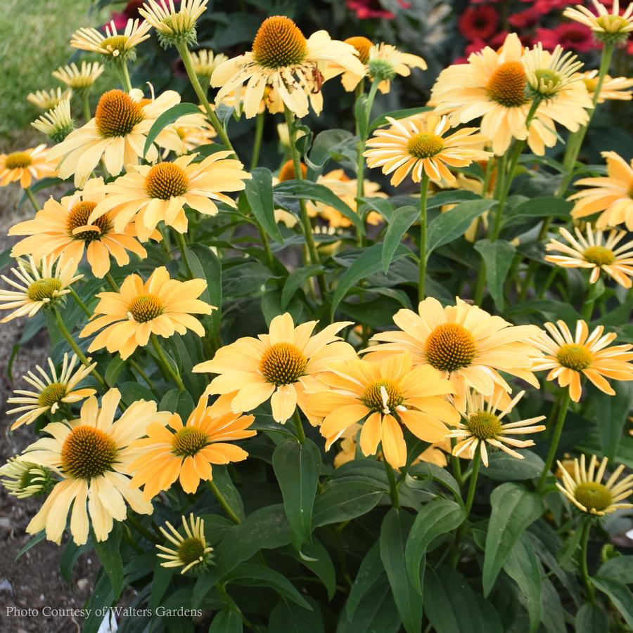 Echinacea One in a Melon