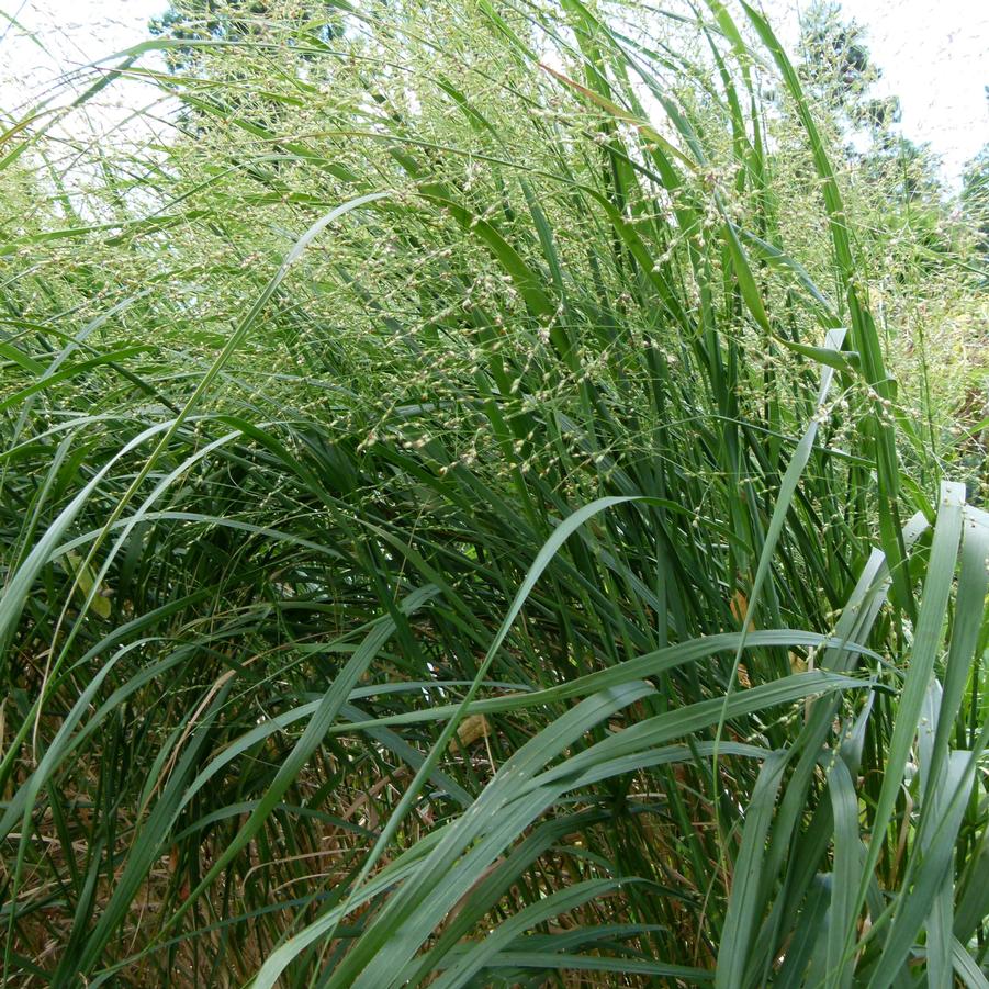Panicum virgatum 