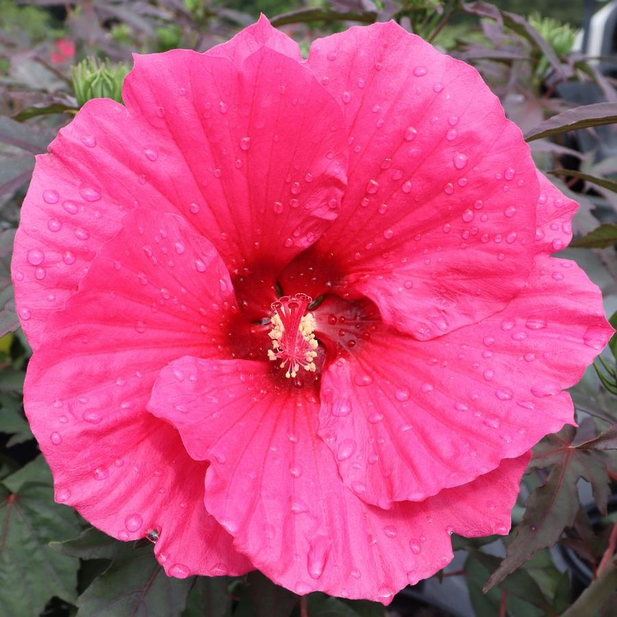 Hibiscus Watermelon Ruffles