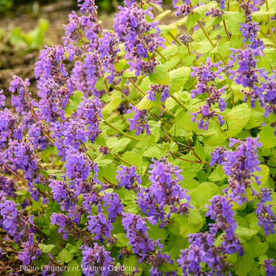 Nepeta Chartreuse on the Loose