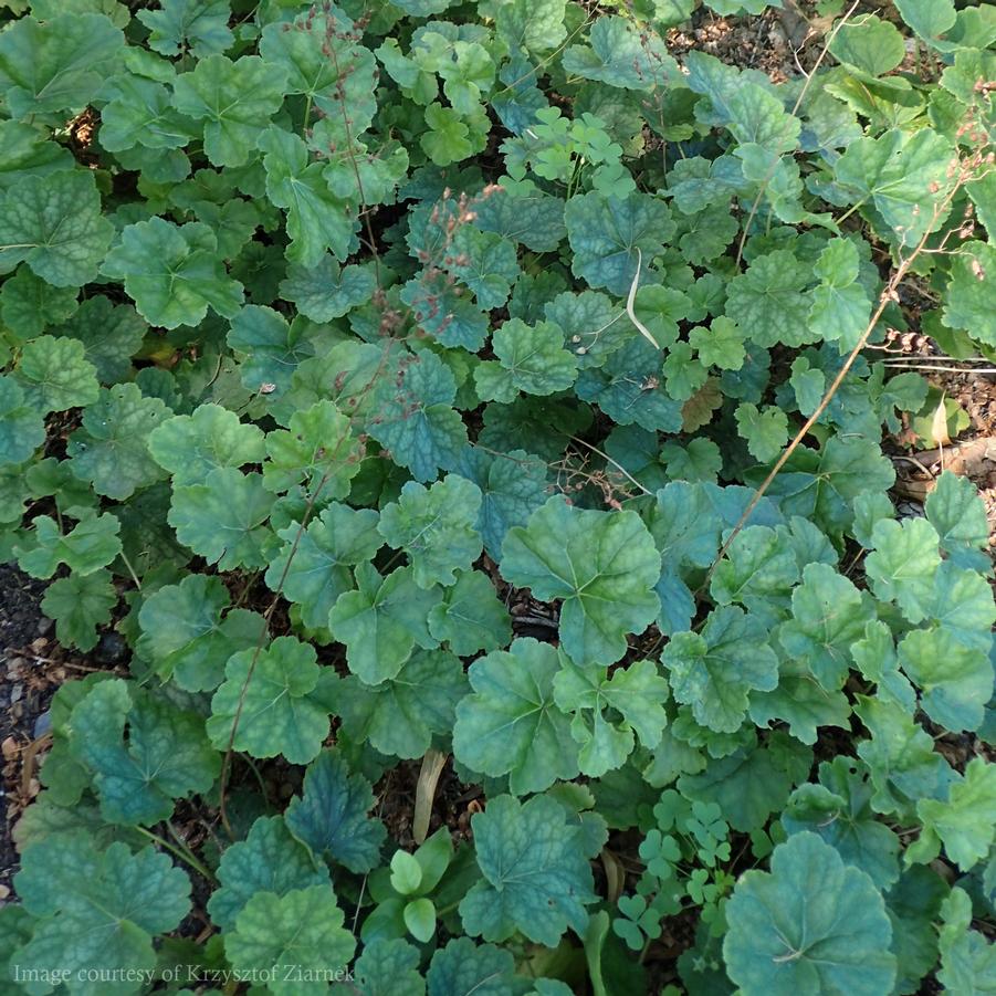 Heuchera americana 