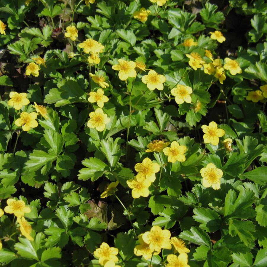 Geum ternata 