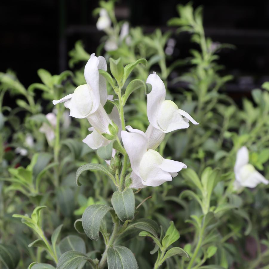 Antirrhinum hispanicum 'White' 