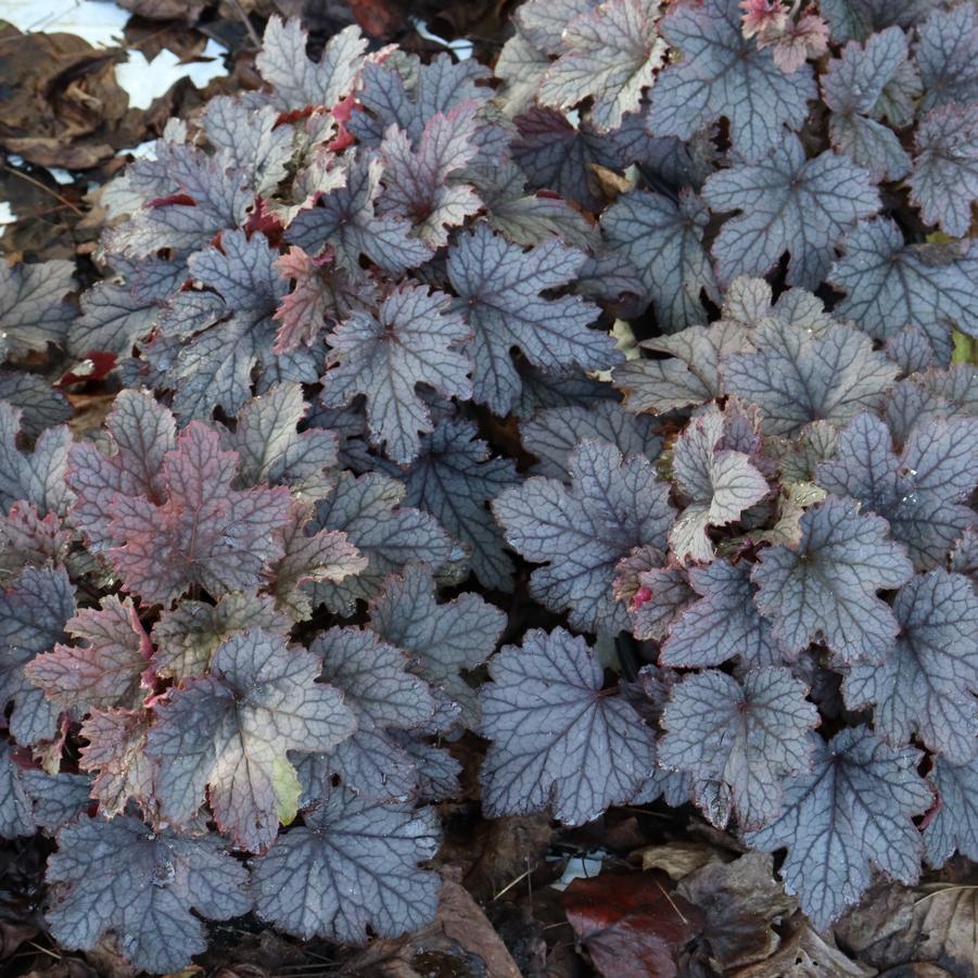 Heucherella 'Plum Cascade' Cascade™ 