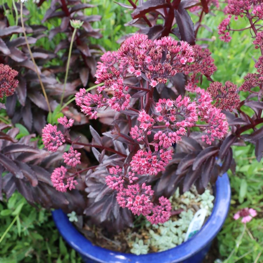 Sedum Nova® Cherry Fizz