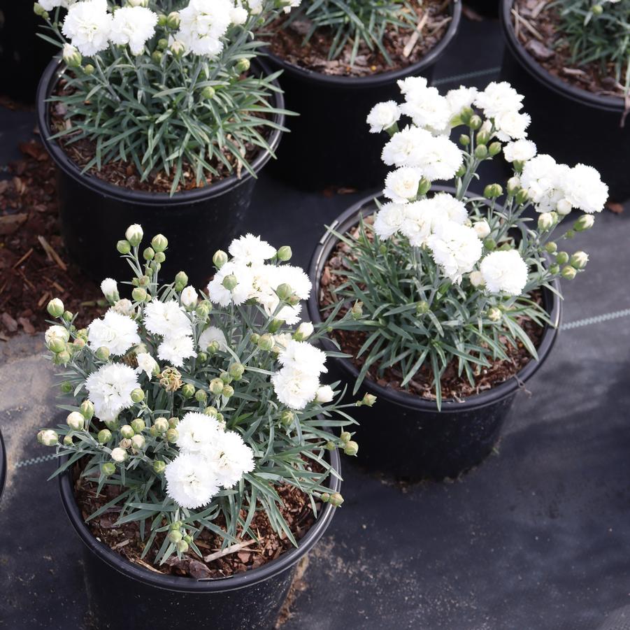 Dianthus Frosty