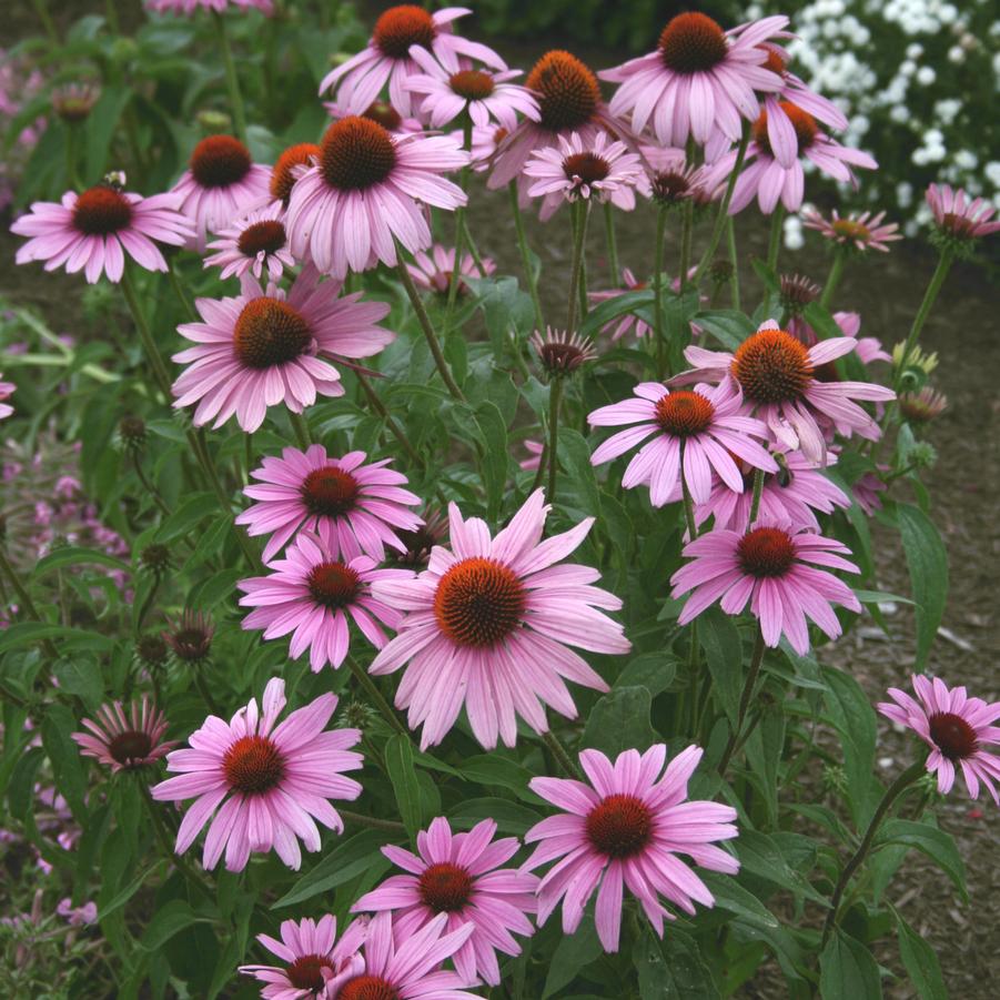 Echinacea purpurea Prairie Splendor