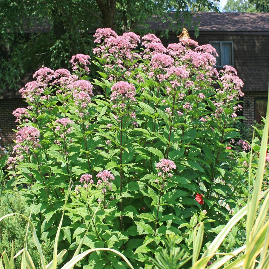 Eupatorium dubium Little Joe