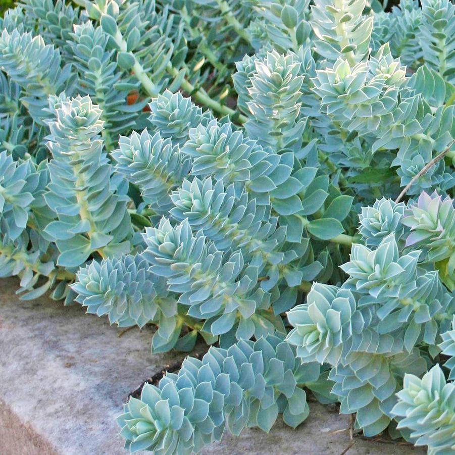 Euphorbia myrsinites 