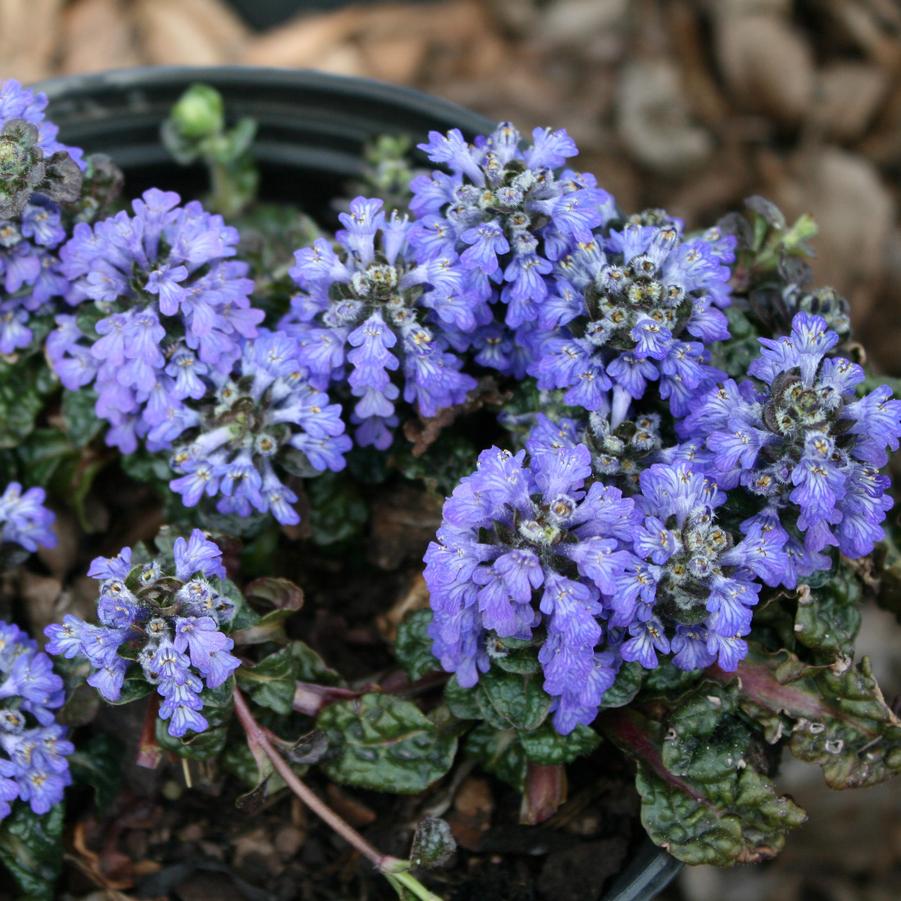 Ajuga pyramidalis Metallica Crispa