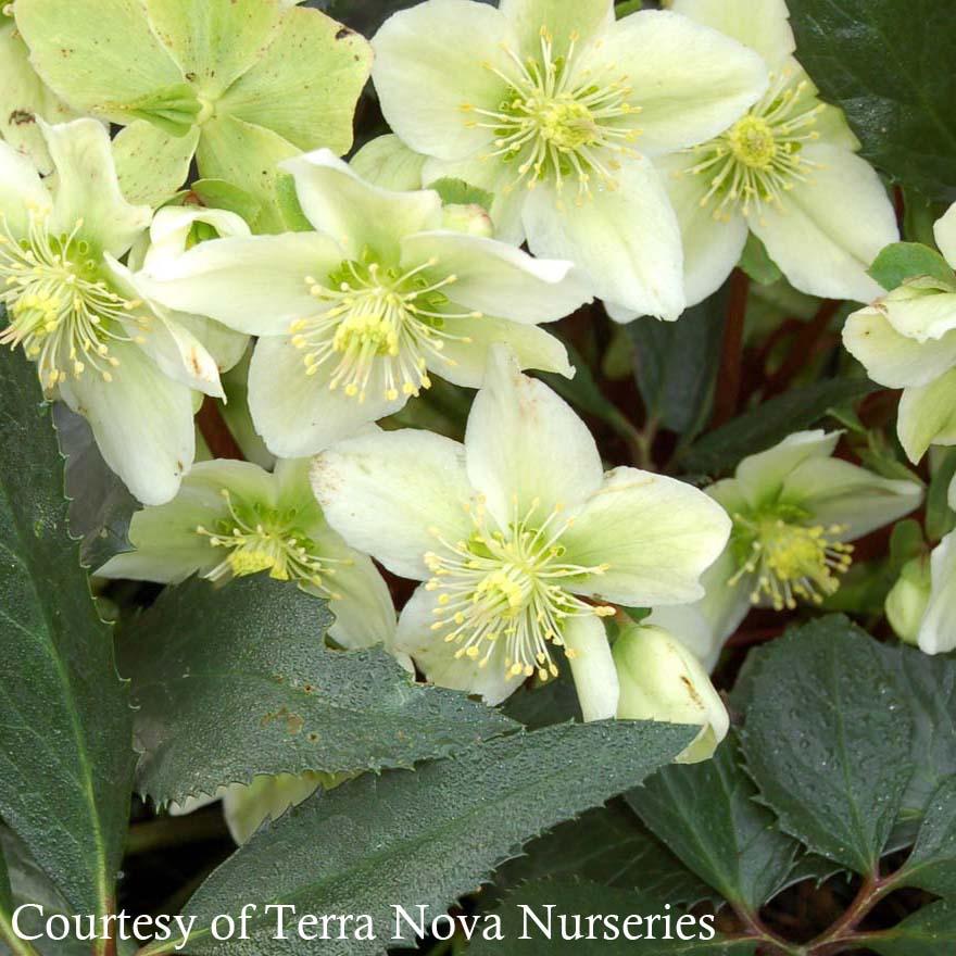 Helleborus nigercors Honeyhill Joy