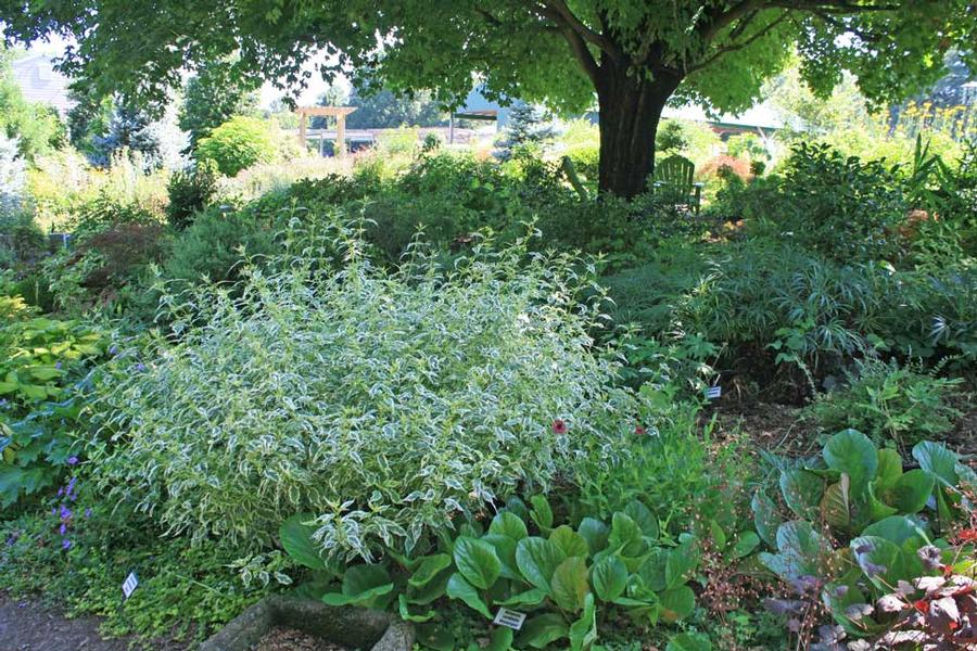 Caryopteris divaricata Snow Fairy