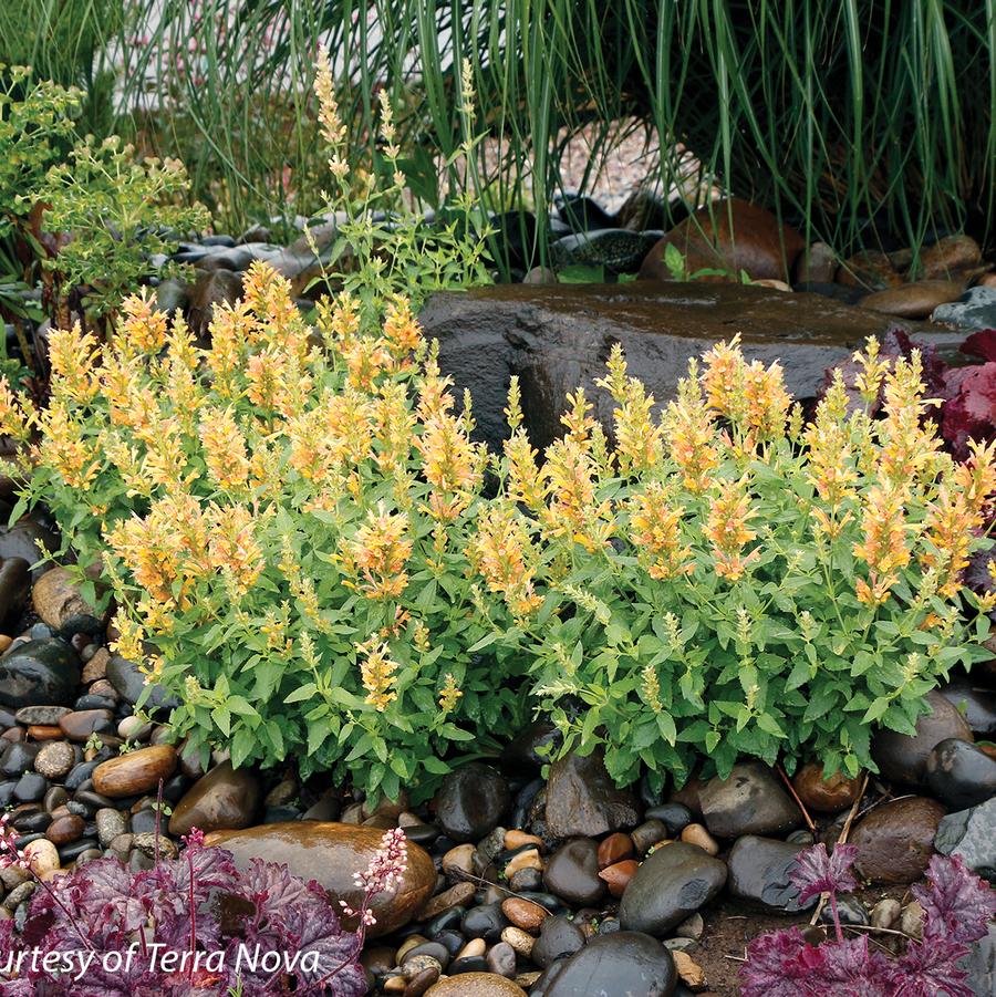 Agastache Poquito Butter Yellow