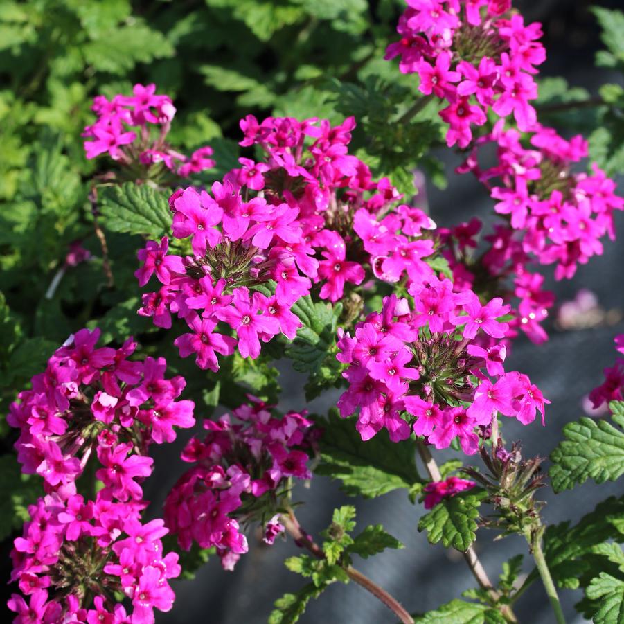 Verbena canadensis Homestead Hot Pink