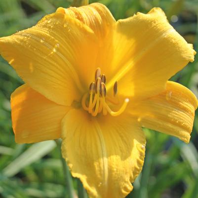 Hemerocallis Buttered Popcorn