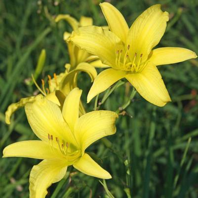 Hemerocallis Hyperion