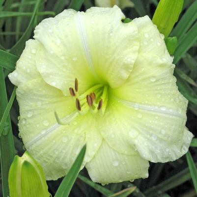 Hemerocallis Joan Senior