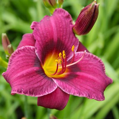 Hemerocallis Little Wine Cup