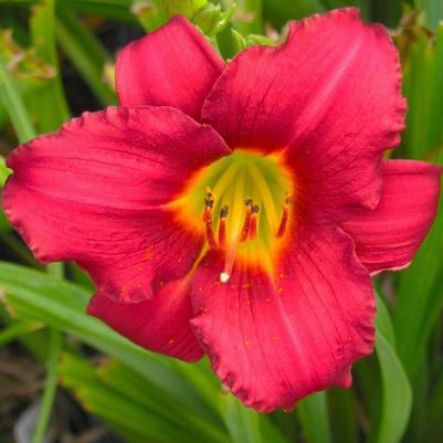 Hemerocallis Pardon Me