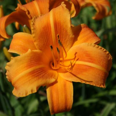 Hemerocallis Rocket City