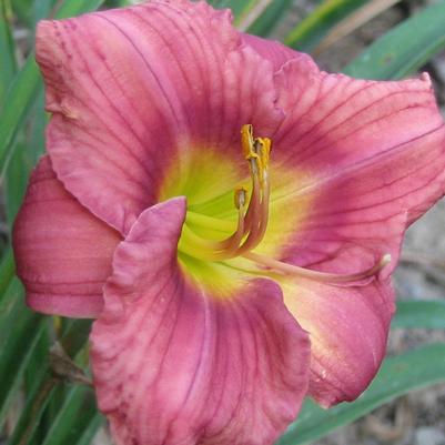 Hemerocallis Rosy Returns