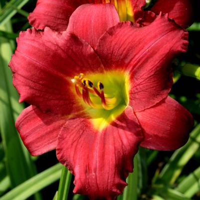 Hemerocallis Ruby Stella