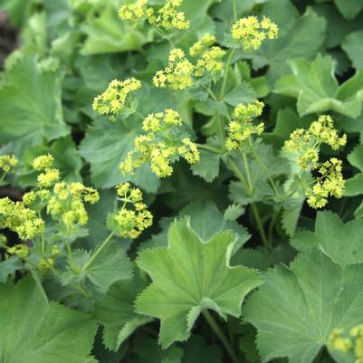 Alchemilla mollis Select