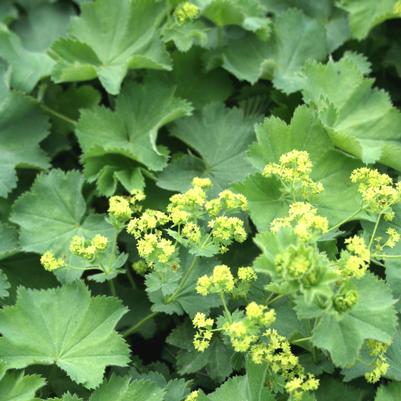 Alchemilla mollis Thriller