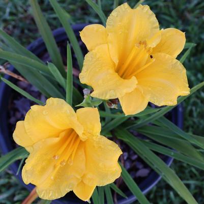 Hemerocallis Stella de Oro