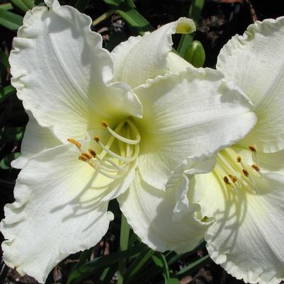 Hemerocallis Sunday Gloves