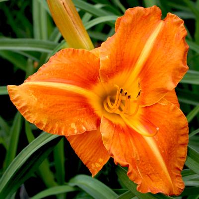 Hemerocallis Tuscawilla Tigress