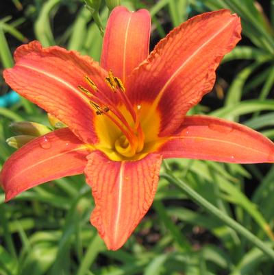 Hemerocallis fulva 