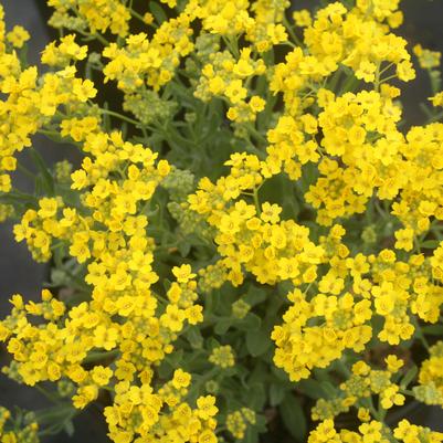 Alyssum saxatile Compactum