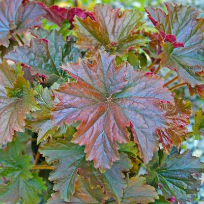 Heuchera villosa Bronze Wave