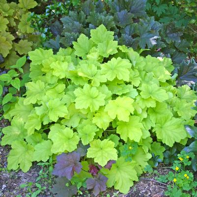 Heuchera villosa Citronelle