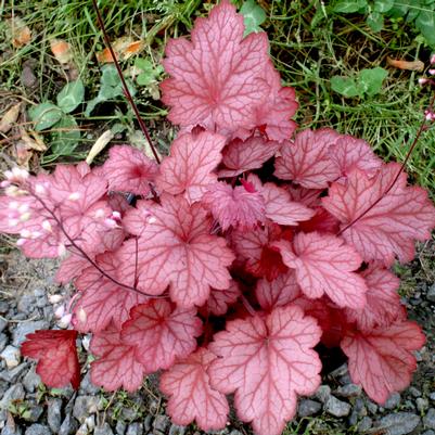 Heuchera villosa Georgia Peach