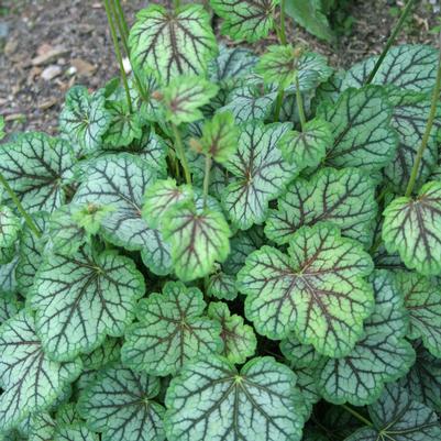 Heuchera americana Green Spice