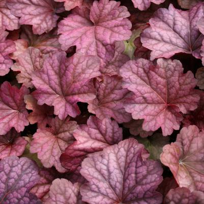 Heuchera villosa Berry Smoothie