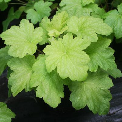 Heuchera villosa Electric Lime