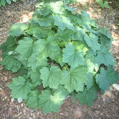 Heuchera villosa Autumn Bride