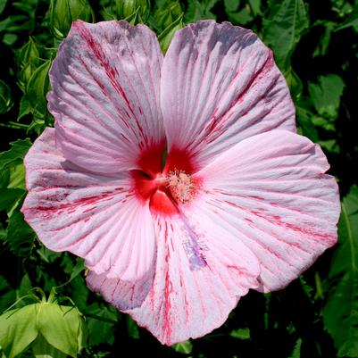 Hibiscus moscheutos Peppermint Schnapps