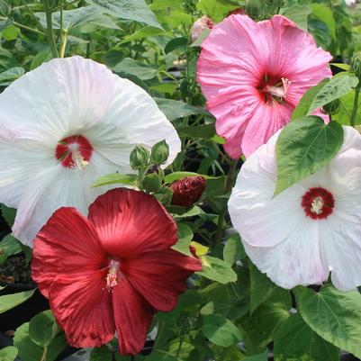 Hibiscus moscheutos Disco Belle Mix