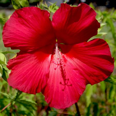 Hibiscus moscheutos Lord Baltimore