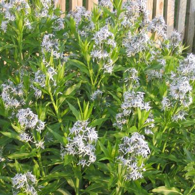 Amsonia tabernaemontana 