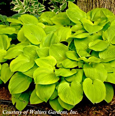 Hosta August Moon