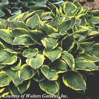 Hosta fortunei Aureomarginata